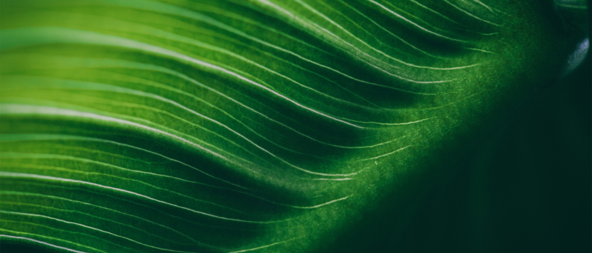 Generic Header 8 Abstract leaf texture